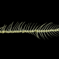 photo of Roach vertbral column lateral view