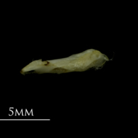 photo of Mediterranean moray for assessment lateral view