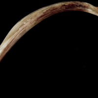 photo of Atlantic halibut anal pterygiophore lateral view