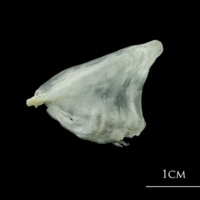 photo of European plaice opercular lateral view