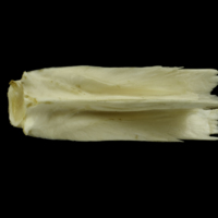 photo of Grey Triggerfish for assessment ventral view