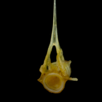 photo of Grey gurnard precaudal vertebra anterior view
