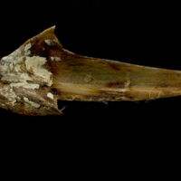 photo of Atlantic bluefin tuna  articular medial view