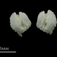 photo of Red gurnard otolith(s) detail view