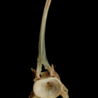 photo of Turbot precaudal vertebra anterior view