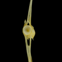 photo of Gilthead seabream caudal vertebra anterior view