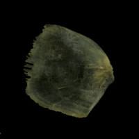 photo of Arctic Char opercular lateral view