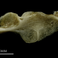 photo of Common pandora ceratohyal epihyal complex lateral view