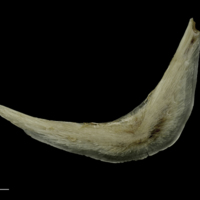 photo of Brill preopercular lateral view