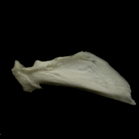 photo of Grayling quadrate medial view