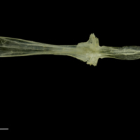 photo of Ruffe parasphenoid dorsal view