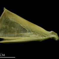 photo of John dory quadrate medial view