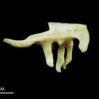 photo of Common dace pharyngeal ventral view