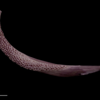 photo of Wels catfish dentary dorsal view