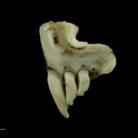 photo of Grey Triggerfish premaxilla lateral view