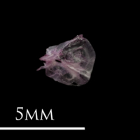 photo of Dragonet for assessment lateral view