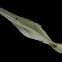 photo of Grey Triggerfish cleithrum dorsal view