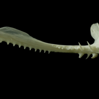 photo of Angler fish premaxilla medial view