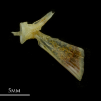 photo of Black seabream ultimate vertebra lateral view