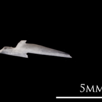 photo of European eel articular medial view