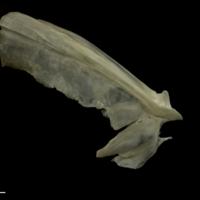 photo of Zander opercular lateral view