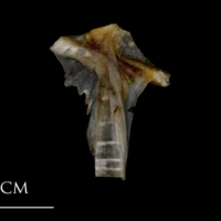 photo of Sea scorpion hyomandibular lateral view