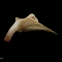 photo of Red seabream palatine lateral view