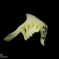 photo of Rudd pharyngeal dorsal view