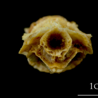 photo of Northern pike basioccipital - first vertebra anterior view