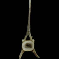 photo of Brill precaudal vertebra anterior view