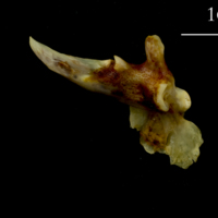 photo of Ballan wrasse posttemporal lateral view
