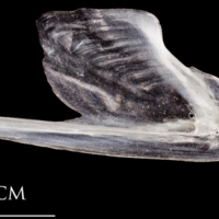 photo of Atlantic herring dentary medial view