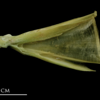 photo of John dory quadrate lateral view