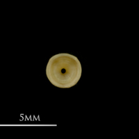 photo of Vendace precaudal vertebra anterior view