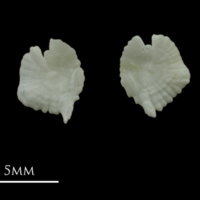 photo of Red gurnard otolith(s) detail view