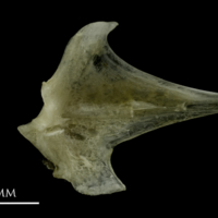 photo of Common pandora articular medial view