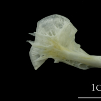 photo of European plaice ceratohyal lateral view