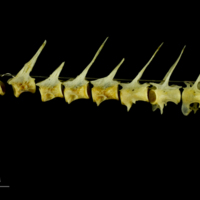 photo of Scad precaudal vertebra lateral view