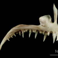 photo of Atlantic halibut premaxilla medial view