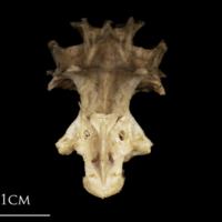 photo of White grouper parasphenoid basioccipital vomer complex anterior view