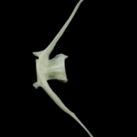 photo of Poor cod caudal vertebra lateral view