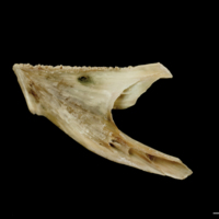 photo of Turbot dentary medial view