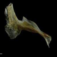 photo of Couch's seabream for assessment medial view