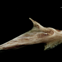 photo of Atlantic halibut articular lateral view
