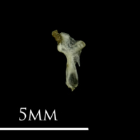 photo of Three-spined stickleback hyomandibular medial view