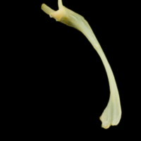 photo of Five-Bearded Rockling maxilla lateral view