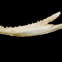 photo of Atlantic salmon dentary lateral view