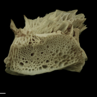 photo of Atlantic salmon basioccipital lateral view