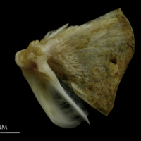 photo of Couch's seabream quadrate lateral view